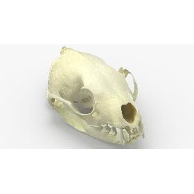 White Breasted Marten Skull and Jaw 02 3D model